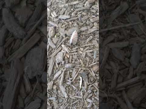 Spotted lantern fly.