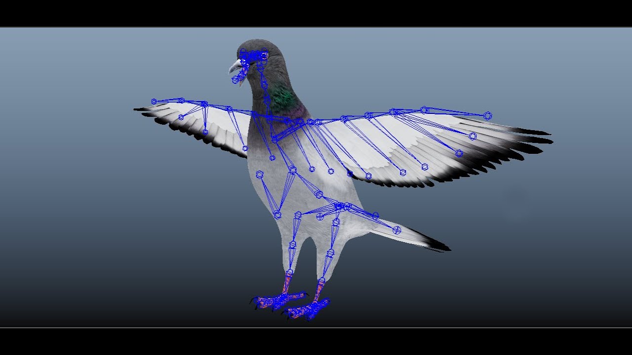 Realistic flying Pigeon - LOOP FLIGHT animations Low-poly 3D Model