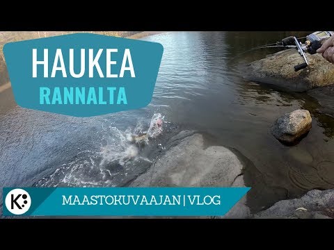 Haukea rannalta - Mistä, millä ja miten?