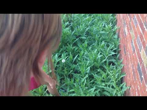 Dangerous jumping in spike plants!