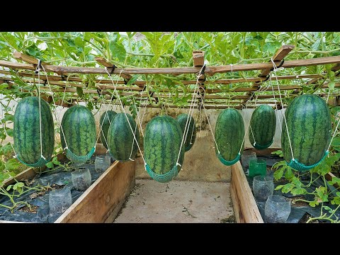 World's Most Expensive Watermelon, Growing watermelon hanging hammock on the bed for sweet fruit