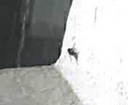 muha na prozoru 30.1.2007!