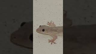 Download lagu Suara cicak malam hari bikin merinding, ternyata begini bunyinya 😱#suarahewan #cicak #shorts #unik mp3