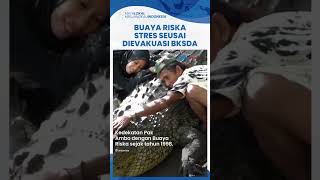 Kisah Haru Pak Ambo Tak Tega Liat Buaya Riska Stres saat Dievakuasi BKSD: Kita 26 Tahun Bersahabat