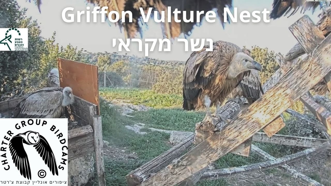 Live webcam view of Nido de Buitre Leonado en Gamla