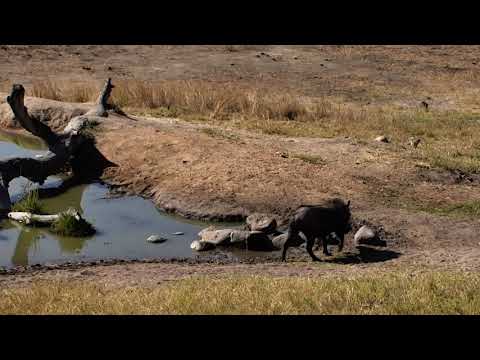 Djuma: Wallowing Warthog - 07/30/18