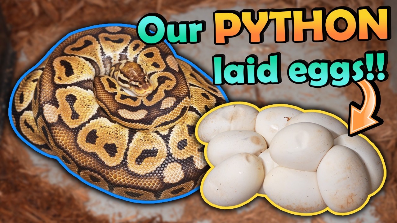 Honey Laid a HUGE Clutch of Eggs!