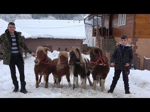 Poneii lui Calin de la Vidra, Alba -2019
