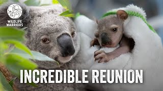 The Best Outcome for this Sweet Koala Joey