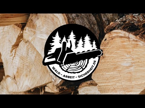 Felling a tree, straight spruce, part 4: sapwood cuts and marking the fracture line and fracture ...