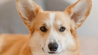 How Long Do Corgis Live🐾🌟🐾