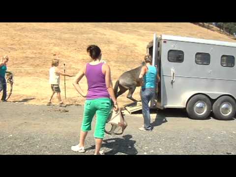 Horses are Evacuated from Homes in Path of Miller Fire
