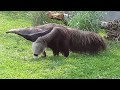 7 8 19 GIANT ANTEATER AT DETROIT ZOO Not 2b Confused With The Aardvark Altho They Do Eat Ants