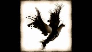 Bay Laurel - Black dove