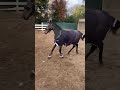 Mare Thoroughbred Part-Livery 2020 Grey