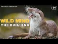 Wild Mind The Building Animal Planet In Hindi Discovery
