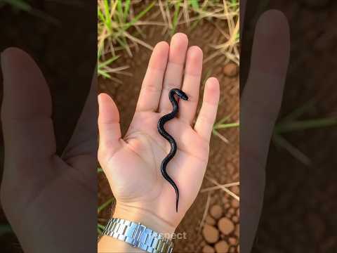 before and after amazing animal transformation !!