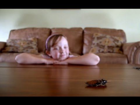 Meet the little girl who is obsessed with collecting cockroaches