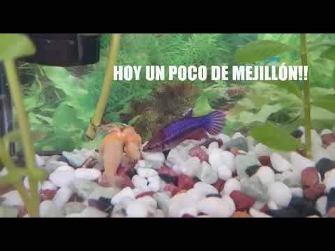 BETTA Y CORIDORA COMIENDO MEJILLÓN