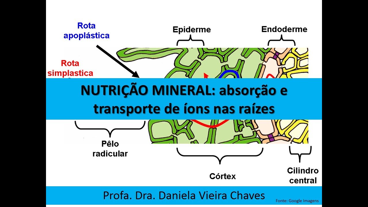Aula 7. NUTRIÇÃO MINERAL: absorção e transporte de íons pelas raízes