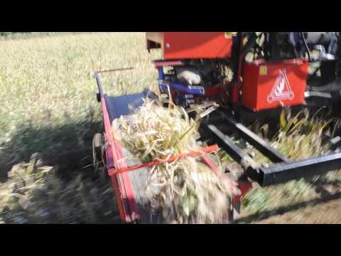 D'Alessandro Aglio Rosso di Sulmona