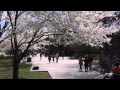 eScapes - Washington, D.C. Cherry Blossoms - featuring Mindi Abair's "Far Away"