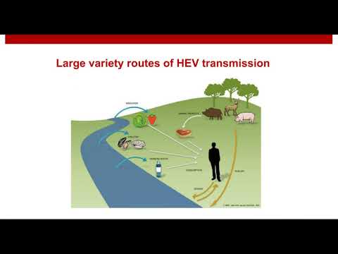 Hepatitis E: The new challenges of a peculiar viral hepatitis