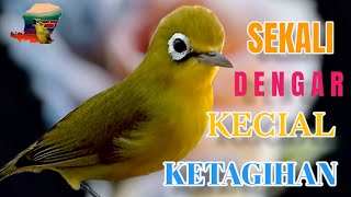 Download lagu 🔴 SEKALI DENGAR KECIAL KETAGIHAN IKUT BUKA SUARA @KecialKuningGacor mp3 Download lagu 🔴 SEKALI DENGAR KECIAL KETAGIHAN IKUT BUKA SUARA @KecialKuningGacor mp3