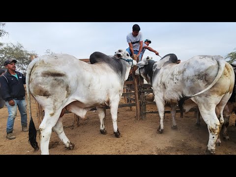 FEIRA DO GADO EM CACHOEIRINHA-PE  08-01-2026 #nordeste