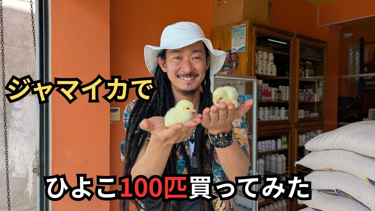 ジャマイカでヒヨコ100匹買ってみた!! 結果…