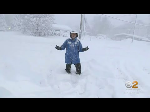 Buffalo buried under feet of snow