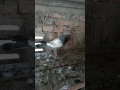 Monthly High Flying Pigeon