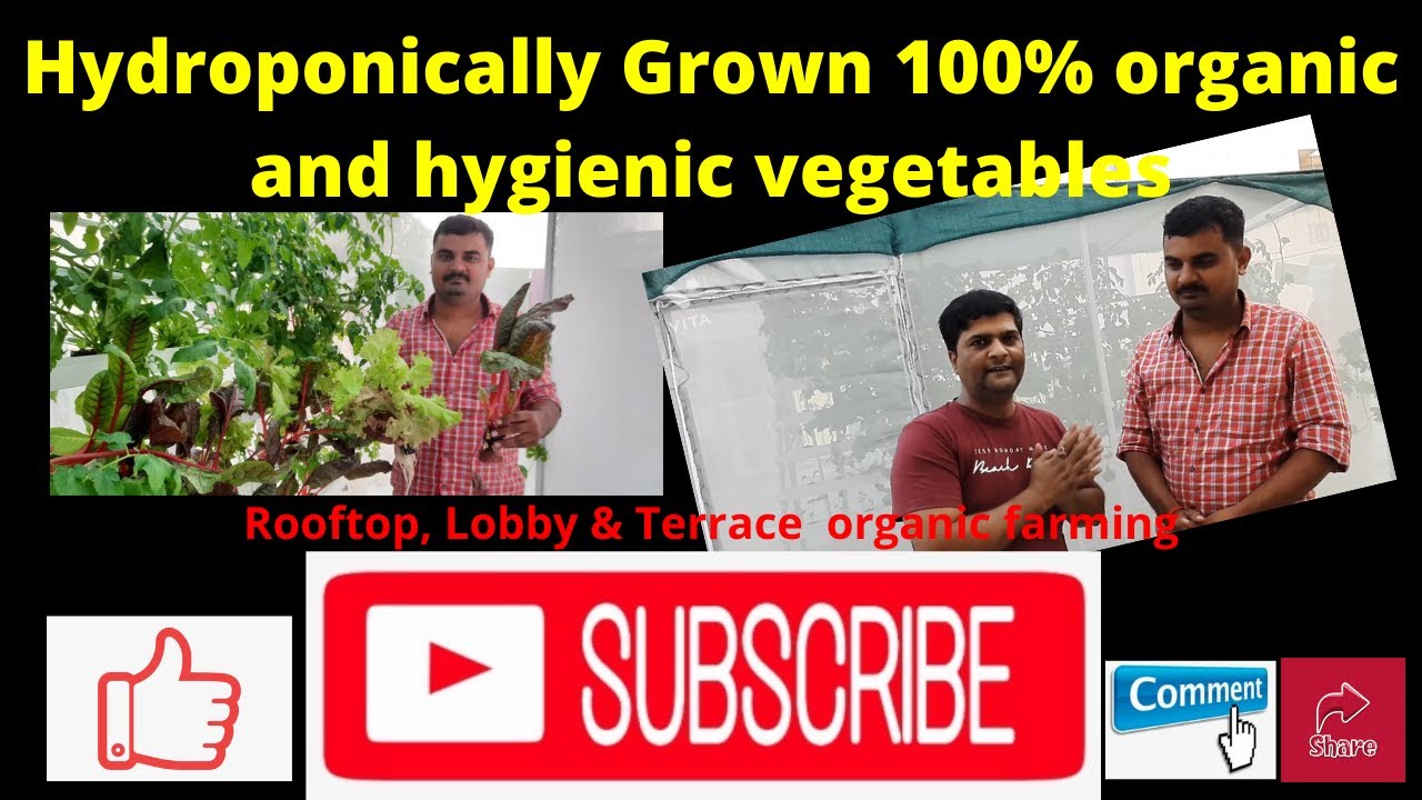 Hydroponics घर में शुरू कर कमाये मुनाफा ही मुनाफा




What is Hydroponics? History
All about Hydrop