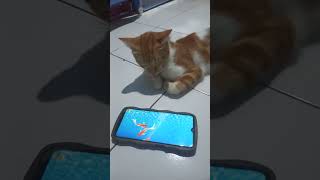 Download lagu Hp di tinggalkan tidur oleh Juro #kucingbelangtiga #kucinganggoralucudanimut #cat #kucing #nizamku mp3 Download lagu Hp di tinggalkan tidur oleh Juro #kucingbelangtiga #kucinganggoralucudanimut #cat #kucing #nizamku mp3