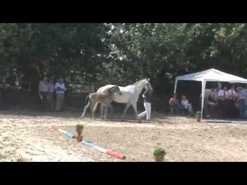 Stutfohlen von Casall Mutter von Alasca