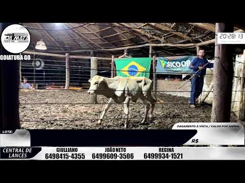 Leilão de gado em Goiatuba Goiás,  07/03/2026 - Mata Preta  Leilões - 14:00 Hs