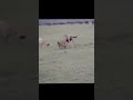 Hyena Eats A Wildbeast On The Run Wildlife Nature