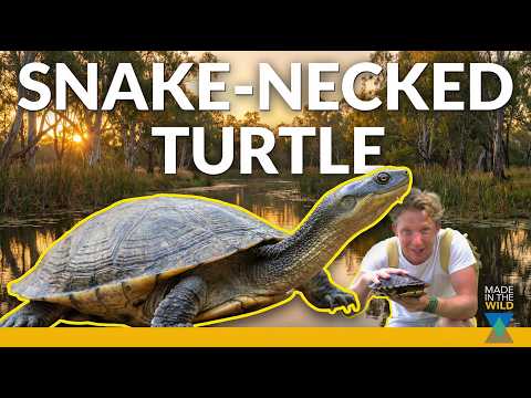 No Neck Turtle