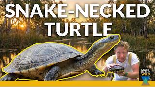 Australia's Snake-Necked Turtle in the Wild!
