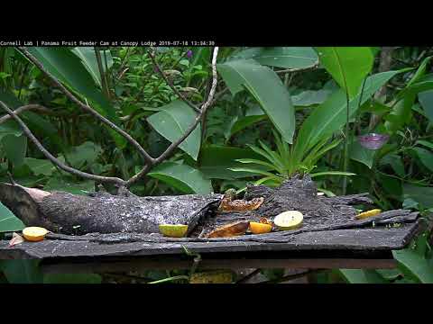 Female Red-legged Honeycreeper Feeds Two Hungry Fledglings – July 19, 2019