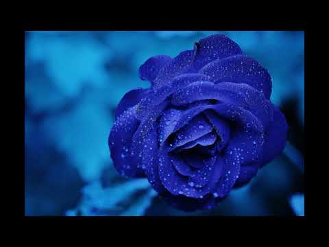 ပန်းတစ်ပွင့်ဖန်ဆင်းခြင်း - ဆောင်းဦးလှိုင်,ထရေဆီ | Pan Ta Pwint Phan Sin Ching - SaungOoHlaing,Tracy