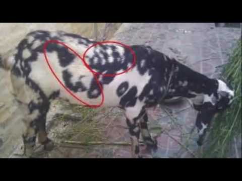 MP4 480p Allah ki qudrat ka karishma Allah ki qudrat 2016 Allah ki qudrat in Makkah Allah ki qudrat