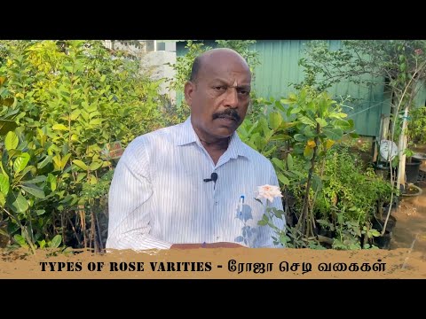 TYPES OF ROSES-ரோஜா செடி வகைகள்