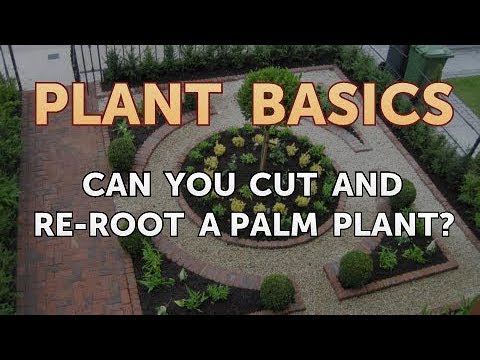 How to Dry an Overwatered Plant