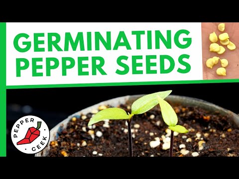 Germinating Pepper Seeds FAST - How To Plant Pepper Seeds