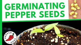 Germinating Pepper Seeds FAST - How To Plant Pepper Seeds