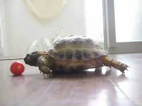 Turtle eating tomato