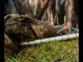Steve Irwin S Wildest Animal Encounters Part 5