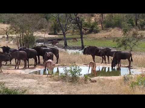 Djuma: Nyalas, Impalas, Wildebeests and Warthogs - 12:24 - 08/08/20