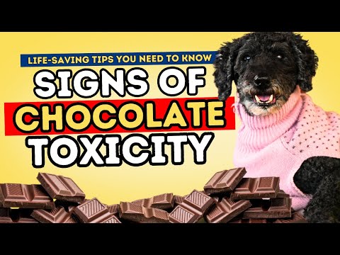 Chocolate Poisoning in Dogs: How to Recognize and What to Do?